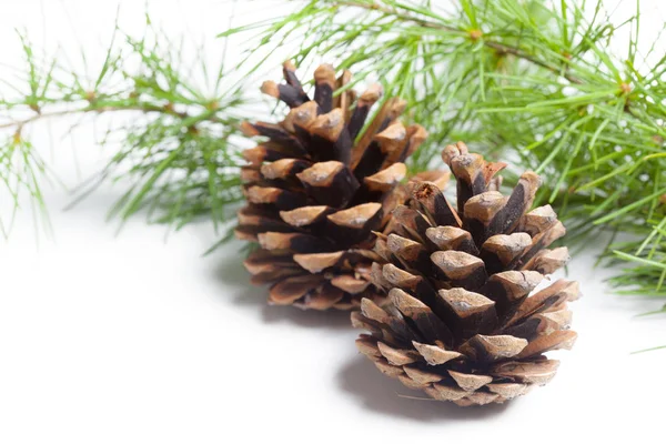 Pine Cones White Background Stock Photo