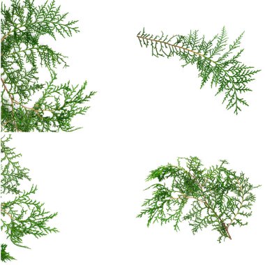 Beyaz arkaplanda yapraklar