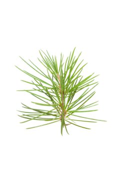 Taze genç yeşil yaprak