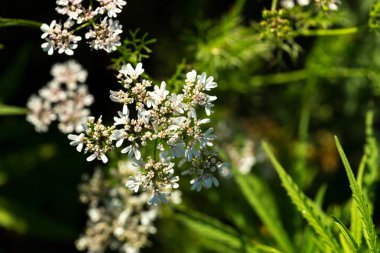 büyüyen bitki yakın çekim