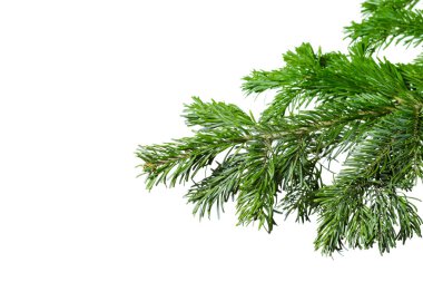 Firavun dalları beyaz arkaplanda izole edildi