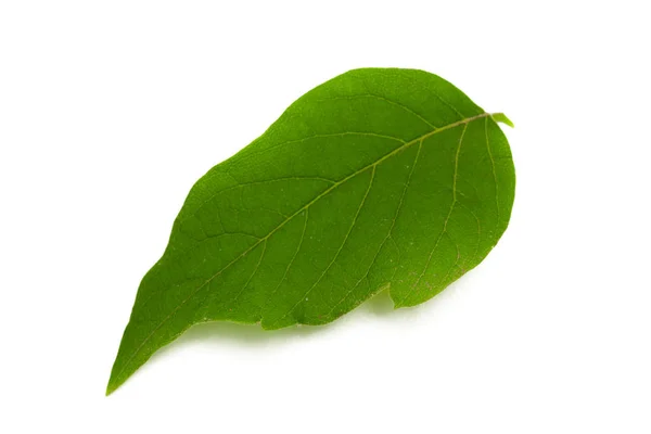 Hoja Verde Aislada Sobre Fondo Blanco — Foto de Stock