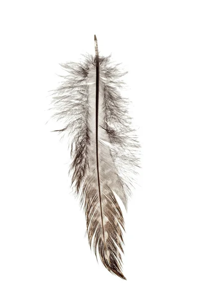 Bird Feather Isolated White Background — Stock Photo, Image