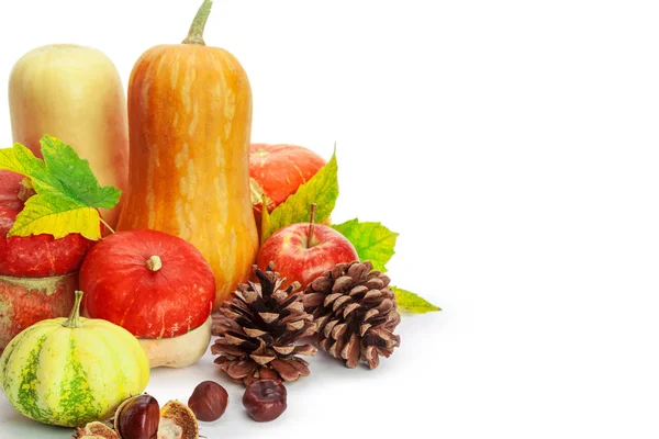 Expositor Otoño Con Calabaza Hojas Aisladas Sobre Fondo Blanco —  Fotos de Stock