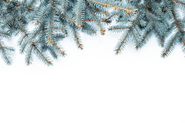 Firavun dalları beyaz arkaplanda izole edildi