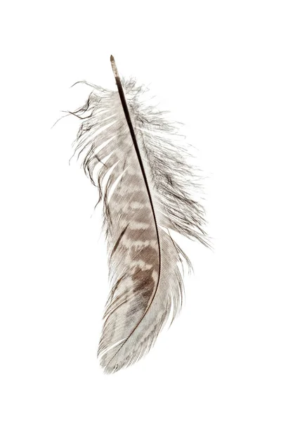 Bird Feather Isolated White Background — Stock Photo, Image