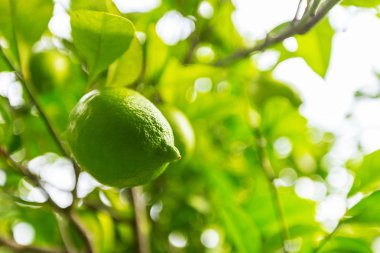 Ağaçtaki limona yakın çekim