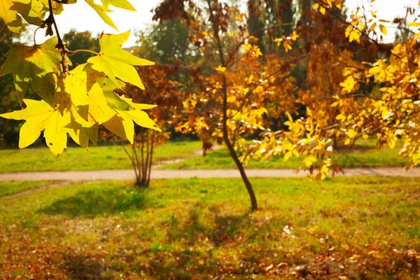 Jasny Jesień Liść Zbliżenie — Zdjęcie stockowe