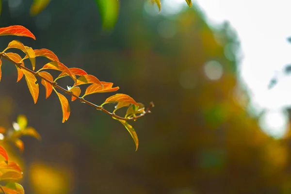 Automne Feuilles Brillantes Gros Plan — Photo