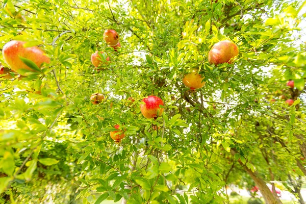 Ripe Pomegranate Tree — Stock Photo, Image