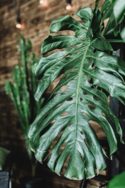 Monstera yeşil yaprakları