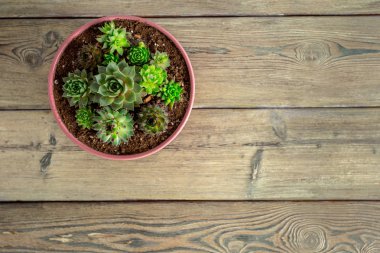 Tablo üzerinde gruplandırılmış etli bitkiler