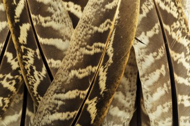 Kahverengi tüyleri dokulu arka plan görünümünü kapat