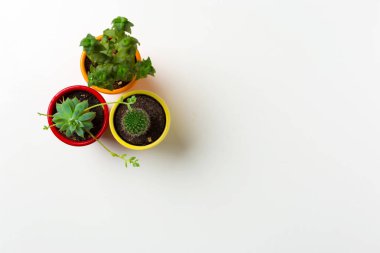 Beyaz arka plan üzerinde tencere succulents bitkiler 