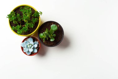 Beyaz arka plan üzerinde tencere succulents bitkiler 