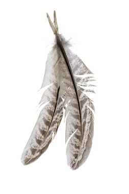 kuş tüyü beyaz arkaplanda izole edildi