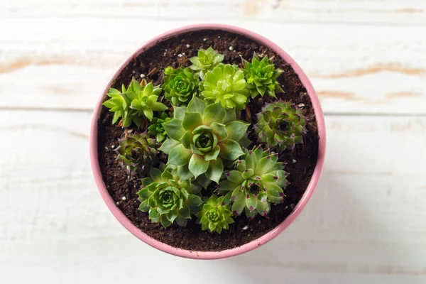 Potted Plant White Wooden Table — Stock Photo, Image