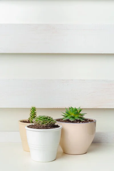 Pequenas Plantas Suculentas Vasos Interior Casa — Fotografia de Stock