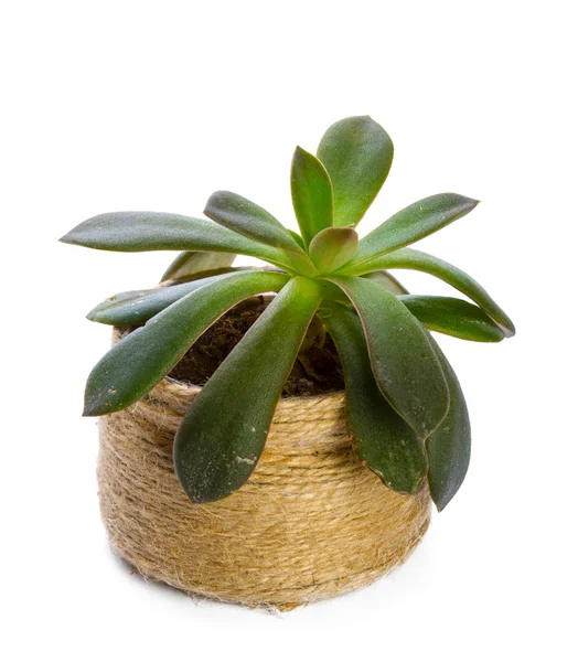 Pianta Succulente Vaso Fondo Bianco — Foto Stock