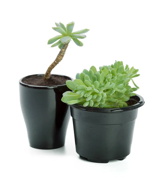 Plantes Succulentes Dans Des Pots Sur Fond Blanc — Photo