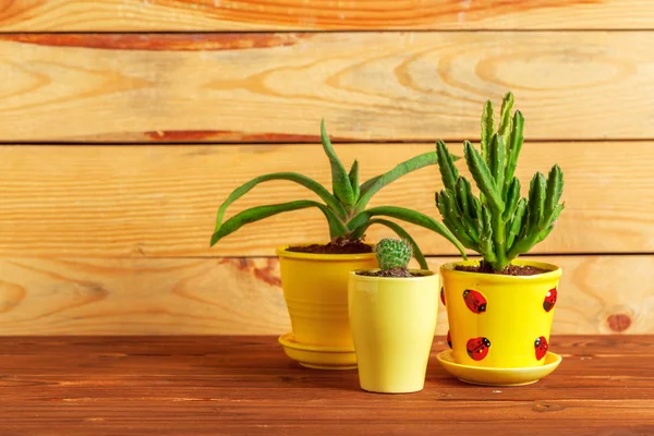 Sukkulente Pflanzen Gruppiert Auf Dem Tisch — Stockfoto