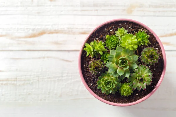 Potted Plant White Wooden Table — Stock Photo, Image