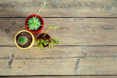 Tablo üzerinde gruplandırılmış etli bitkiler