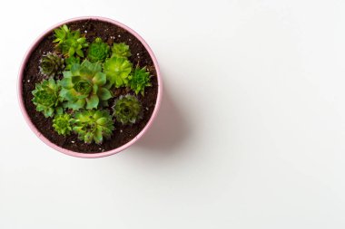Sulu bitkiler beyaz arkaplanda saksıya yerleştirilir 