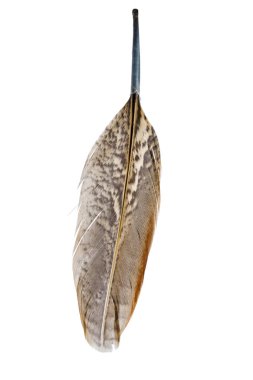 kuş tüyü beyaz arkaplanda izole edildi