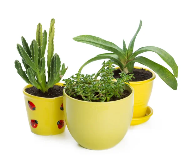 Plantes Succulentes Dans Des Pots Sur Fond Blanc — Photo