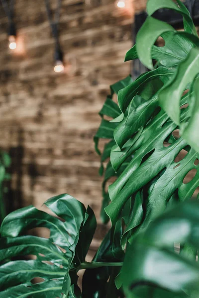 Groene Bladeren Van Monstera — Stockfoto