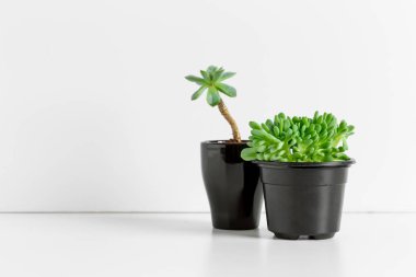 Ev iç tencere içinde küçük etli bitkiler