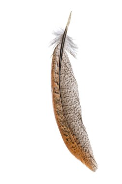 kuş tüyü beyaz arkaplanda izole edildi