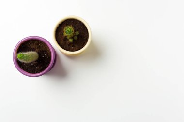 Sulu bitkiler beyaz arkaplanda saksıya yerleştirilir 