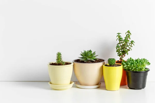Variety Succulents Different Pots — Stok Foto