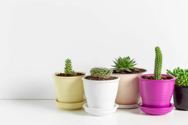 Variety Succulents Different Pots — Stok Foto