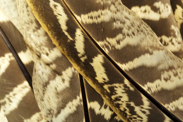 Close view of brown feathers textured background