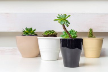 Ev iç tencere içinde küçük etli bitkiler