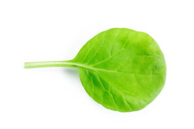 Beyaz arka plan üzerinde izole ıspanak