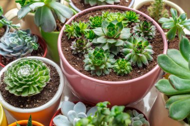 Yeşil succulents çeşitli Seramik kaplar