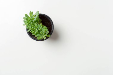 Sulu bitkiler beyaz arkaplanda saksıya yerleştirilir 