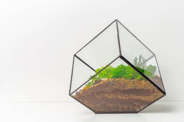 Cube Verre Mini Jardin Succulent Florarium — Photo