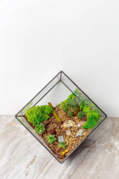mini garden in glass cubic capacity on floor