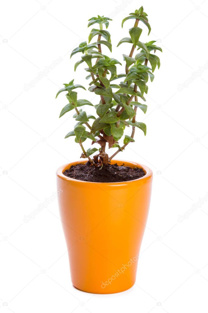 succulents plant in pot on white background 