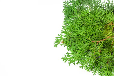 Beyaz arka plan üzerinde izole köknar dalı yakın çekim 