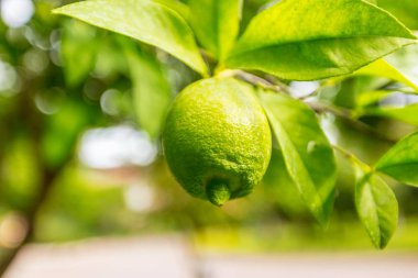 Ağaçtaki limona yakın çekim