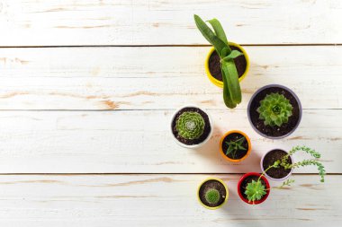 Beyaz ahşap saksı bitkileri