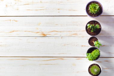 Beyaz ahşap saksı bitkileri