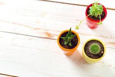 Beyaz ahşap saksı bitkileri