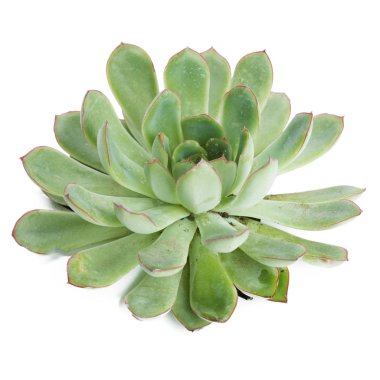 Sulu bitkiler beyaz arkaplanda saksıya yerleştirilir 